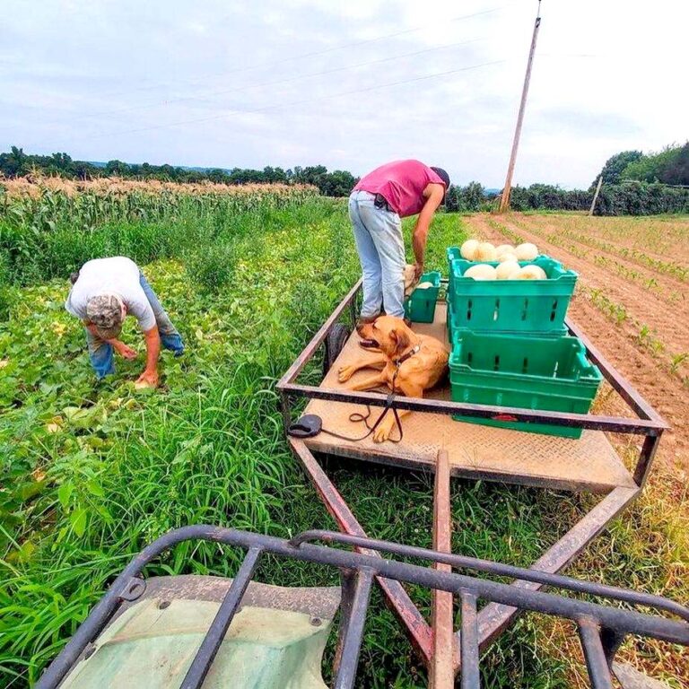 Blueberry Hill farmers